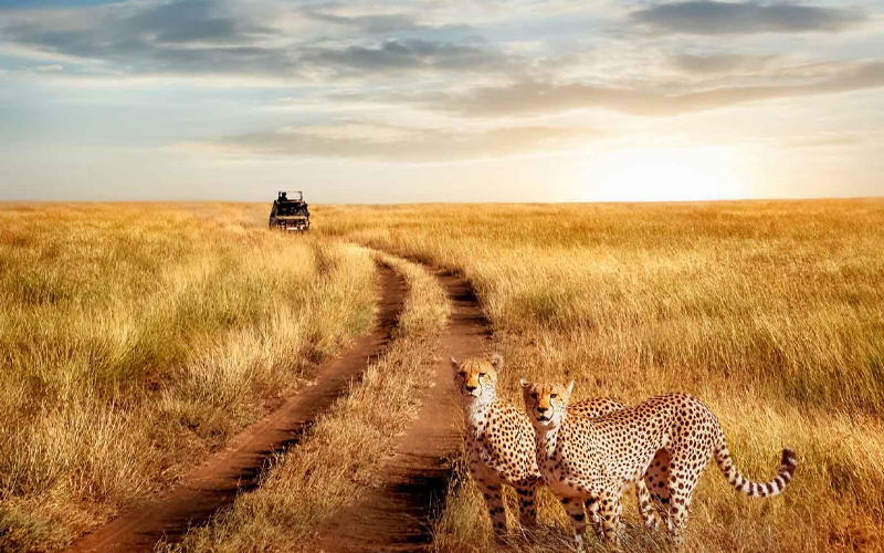 Africa’s Year of Tourism: Why Tanzania Is the Highlight Destination for 2025