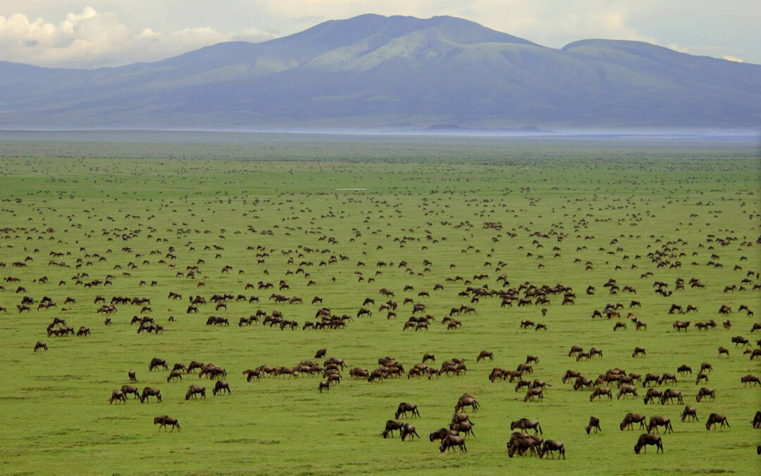 Africa’s Year of Tourism: Why Tanzania Is the Highlight Destination for 2025