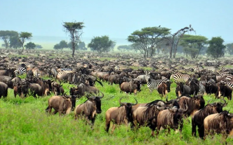 Africa’s Year of Tourism: Why Tanzania Is the Highlight Destination for 2025