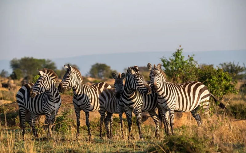 How Climate Change is Shaping Tanzania’s Safari Experiences in 2025