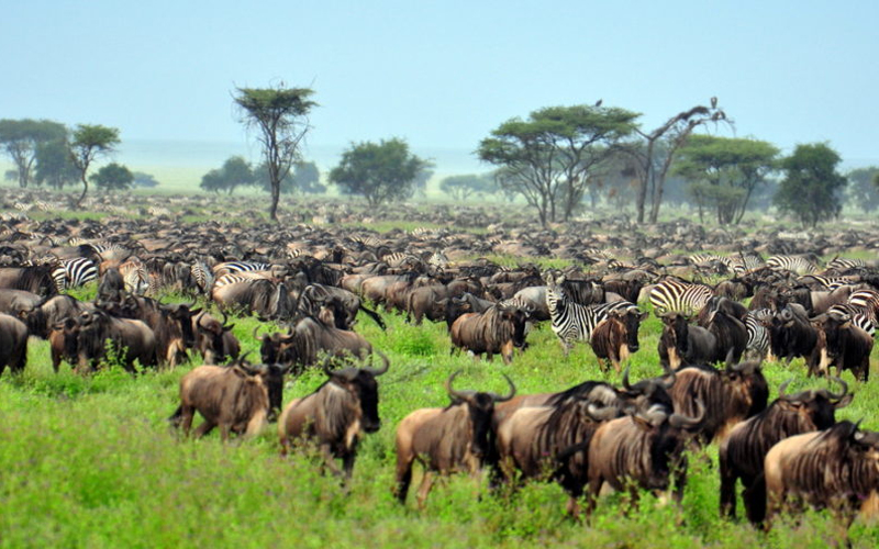 Serengeti National Park 2025: Best Times and Tips for an Unforgettable Safari