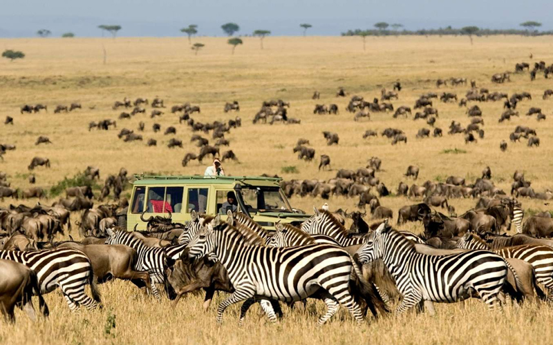 The Great Migration 2025: Timing Your Visit for an Unforgettable Experience