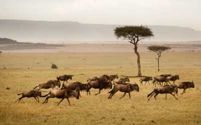 The Great Migration 2025: Timing Your Visit for an Unforgettable Experience