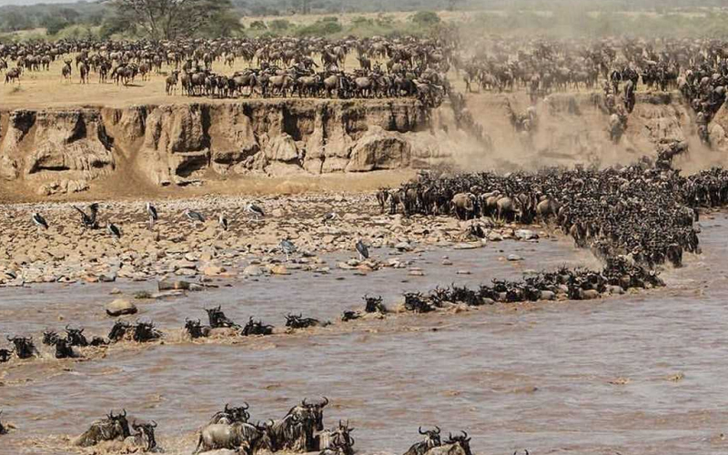 The Great Migration 2025: Timing Your Visit for an Unforgettable Experience