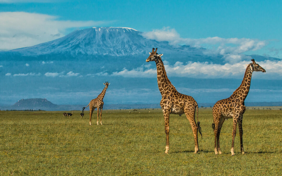 Wildlife Encounters On Kilimanjaro